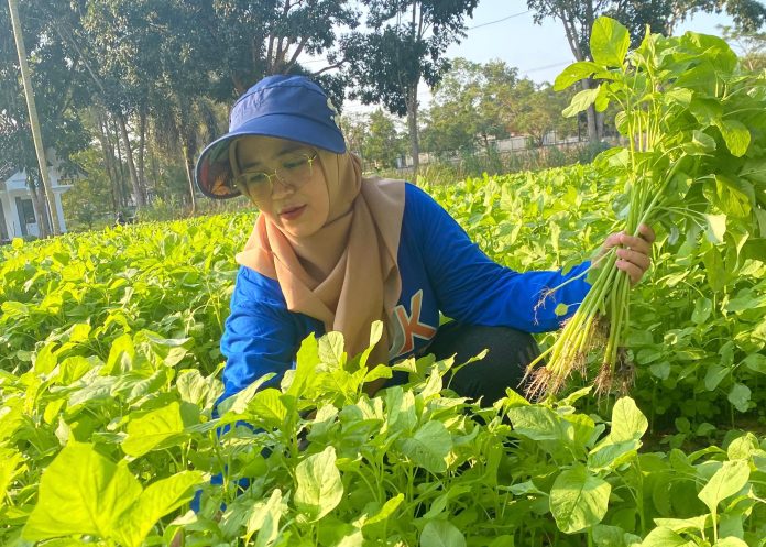 Hasil Panen Kebun PKK Cikar, Ludes Diserbu Warga