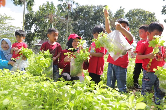 Anak TK panen sayur di Kebun Rumah Gubernur Babel