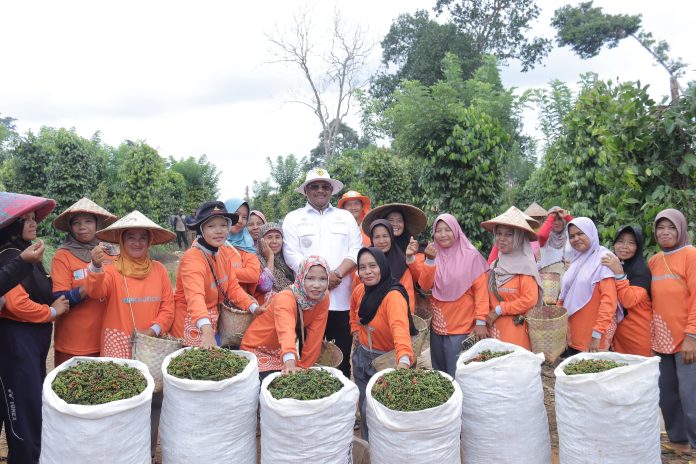 Pj Gubernur Safrizal Berupaya Kembalikan Kejayaan Lada Babel