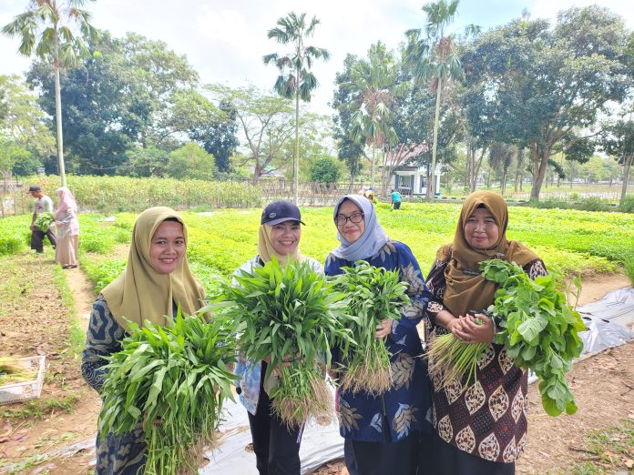 Pj Ketua TP PKK Safriati Layani Langsung Pembeli Hasil Panen Kebun PKK Cikar